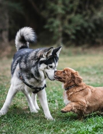 Deux chiens qui jouent