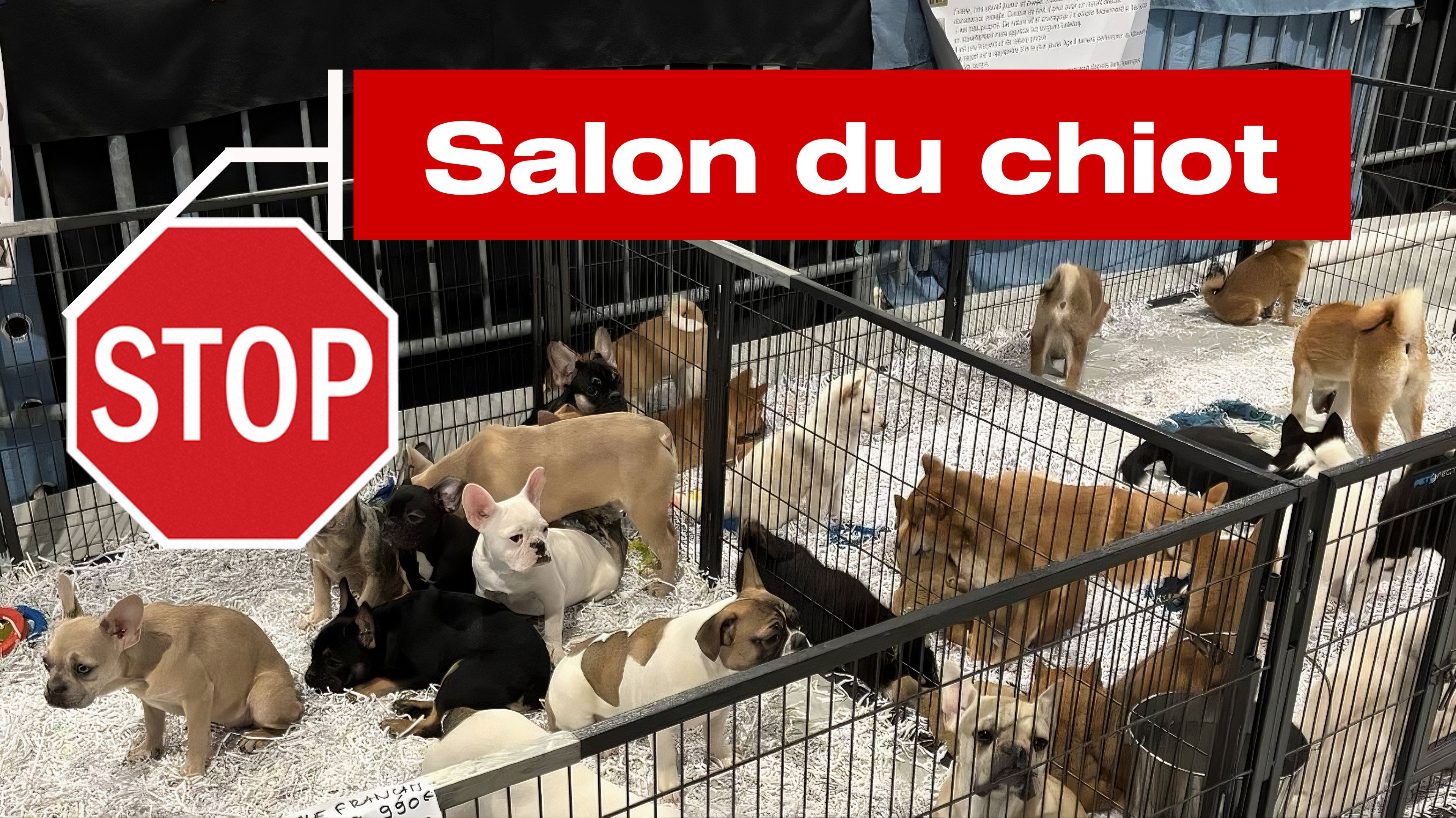 Les chiot dans un enclos, présentés dans un salon de chiot